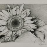 Sunflower I