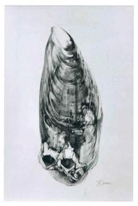 Solo Mussel