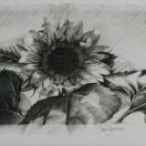In The Garden Sunflower Series