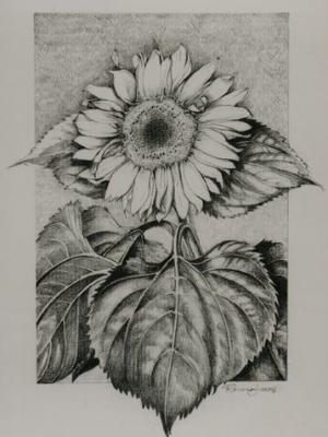 Sunflower II