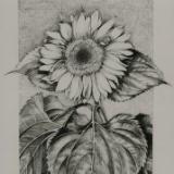 Sunflower II