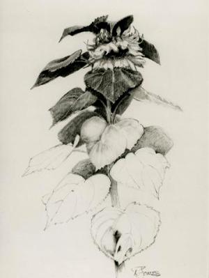 Sunflower IV