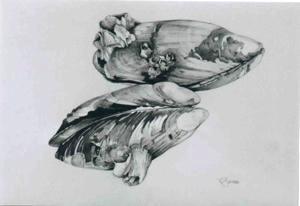Mussels